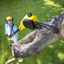 Best Organic Lawn Care Solutions  in Hughes Springs, TX