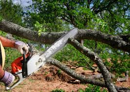 Best Emergency Tree Removal  in Hughes Springs, TX