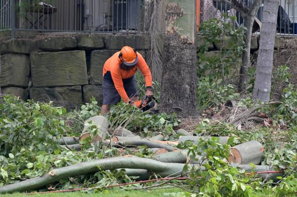 How Our Tree Care Process Works  in  Hughes Springs, TX