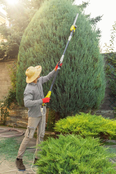 Best Lawn Maintenance Plans  in Hughes Springs, TX