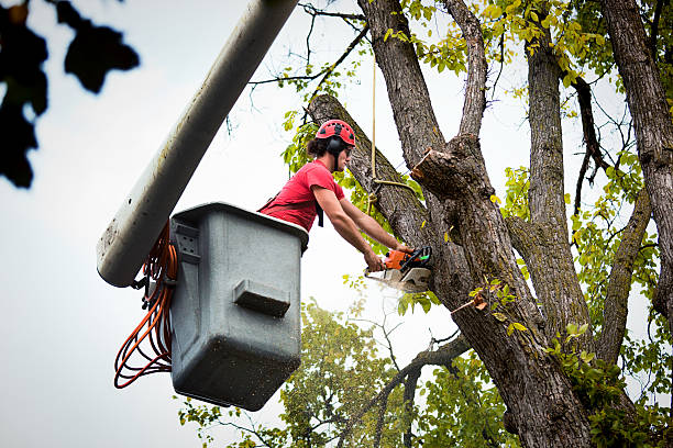 Best Utility Line Clearance  in Hughes Springs, TX